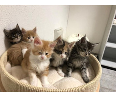 Maine Coon Babys Kitten mit Papieren zu verkaufen whatsapp Nummer (+37069673271)