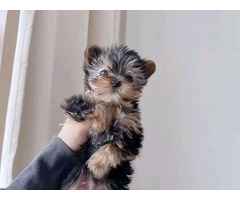 MINI Schön Yorkshire Terrier Steel Blue