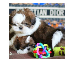 Charmante Babys Shih Tzu Welpe